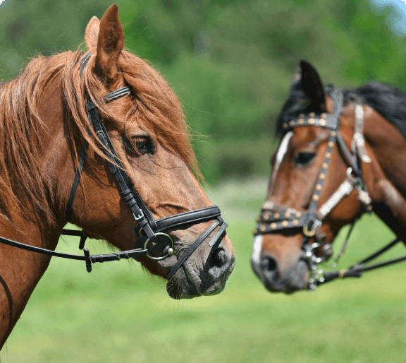 Imagem de Seleção para Equinos